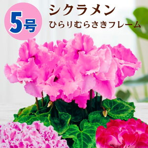 VN Ђނ炳t[ 5  6 A 5 6 ̔ Mtg Ε Ε a NX}X   ސEj JXj ~ LO LO  ~Mtg 