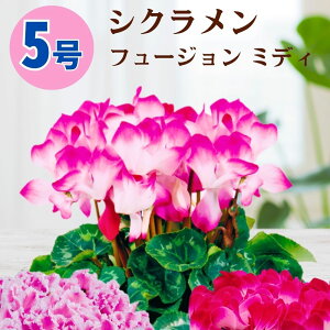 VN t[W~fB 5  6 A 5 6  sN 񂹐A A    Mtg Ε Ε a NX}X   ސEj JXj ~ LO