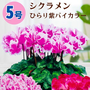 VN Ђނ炳oCJ[ 5  6 A 5 6 ̔ Mtg Ε Ε a NX}X   ސEj JXj ~ LO LO  ~Mtg 