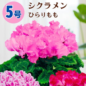 VN Ђ 5  6 A 5 6  sN 񂹐A A    Mtg Ε Ε a NX}X   ސEj JXj ~ LO L