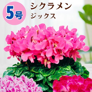 VN WbNX 5  6 A 5 6 ̔ Mtg Ε Ε a NX}X   ސEj JXj ~ LO LO  ~Mtg j v[g