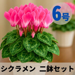 VN t[W[W C 2 Zbg 6  5 A 5 6  sN 񂹐A A    Mtg Ε Ε a NX}X   ސEj 