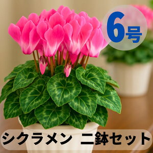 VN t[W[W C 2 Zbg 6  5 A 5 6  sN 񂹐A A    Mtg Ε Ε a NX}X   ސEj 