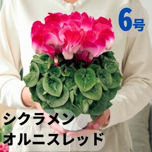 VN IjXbh 6  5 A 5 6  sN 񂹐A A    Mtg Ε Ε a NX}X   ސEj JXj ~ LO 