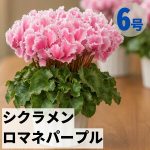 VN }lp[v 6  5 A 5 6  sN 񂹐A A    Mtg Ε Ε a NX}X   ސEj JXj ~ LO 