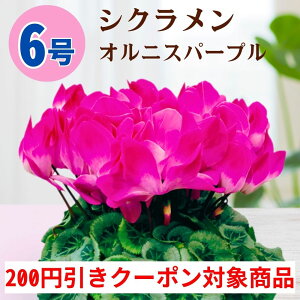 y200~N[|ΏۏizVN IjXp[v 6  5 A 5 6  sN 񂹐A A    Mtg Ε Ε a NX}X   