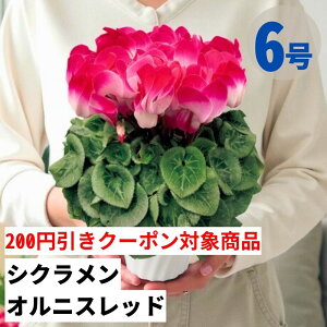 y200~N[|ΏۏizVN IjXbh 6  5 A 5 6  sN 񂹐A A    Mtg Ε Ε a NX}X   ސE