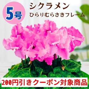 y200~N[|ΏۏizVN Ђނ炳t[ 5  6 A 5 6  sN 񂹐A A    Mtg Ε Ε a NX}X  