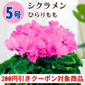 y200~N[|ΏۏizVN Ђ 5  6 A 5 6  sN 񂹐A A    Mtg Ε Ε a NX}X   ސEj 