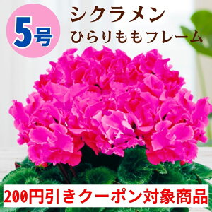 y200~N[|ΏۏizVN Ђt[ 5  6 A 5 6  sN 񂹐A A    Mtg Ε Ε a NX}X   