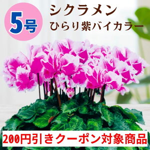 y200~N[|ΏۏizVN Ђނ炳oCJ[ 5  6 A 5 6  sN 񂹐A A    Mtg Ε Ε a NX}X  