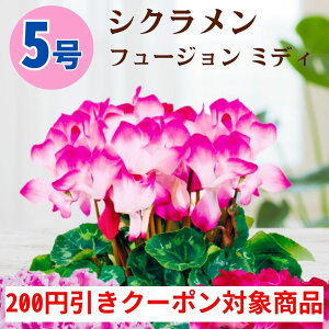 y200~N[|ΏۏizVN t[W~fB 5  6 A 5 6  sN 񂹐A A    Mtg Ε Ε a NX}X   