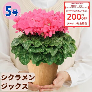 y200~N[|ΏۏizVN WbNX 5  6 A 5 6  sN 񂹐A A    Mtg Ε Ε a NX}X   ސEj J