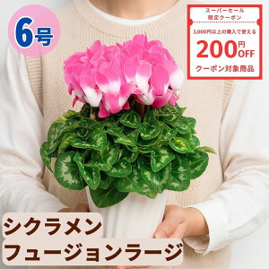 y200~N[|ΏۏizVN t[W[W 6  5 A 5 6  sN 񂹐A A    Mtg Ε Ε a NX}X   