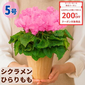 y200~N[|ΏۏizVN Ђ 5  6 A 5 6  sN 񂹐A A    Mtg Ε Ε a NX}X   ސEj 