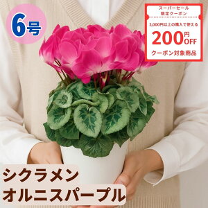 y200~N[|ΏۏizVN IjXp[v 6  5 A 5 6  sN 񂹐A A    Mtg Ε Ε a NX}X   