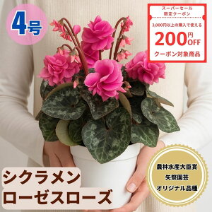 y200~N[|ΏۏizVN [[X[Y 4 5  6 A 5 6  sN 񂹐A A    Mtg Ε Ε a NX}X   