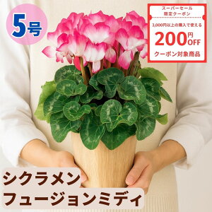 y200~N[|ΏۏizVN t[W~fB 5  6 A 5 6  sN 񂹐A A    Mtg Ε Ε a NX}X   