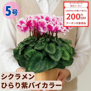 y200~N[|ΏۏizVN Ђނ炳oCJ[ 5  6 A 5 6  sN 񂹐A A    Mtg Ε Ε a NX}X  