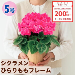 y200~N[|ΏۏizVN Ђt[ 5  6 A 5 6  sN 񂹐A A    Mtg Ε Ε a NX}X   