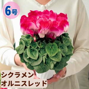 �V�N������ �I���j�X���b�h 6���� �������� 5���� ���A�� 5�� 6�� ���� �s���N �񂹐A�� ���A�� �� �� �� �M�t�g ��Ε� ���Ε� �a���� �N���X�}�X ���� ���� �ސE�j�� �J�X�j�� �~ �L�O�� ��