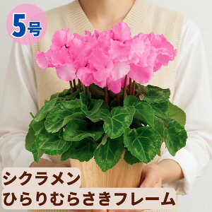 VN Ђނ炳t[ 5  6 A 5 6  sN 񂹐A A    Mtg Ε Ε a NX}X   ސEj JXj ~ 