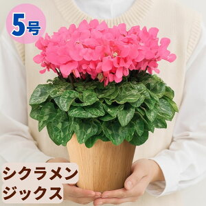 VN WbNX 5  6 A 5 6  sN 񂹐A A    Mtg Ε Ε a NX}X   ސEj JXj ~ LO LO