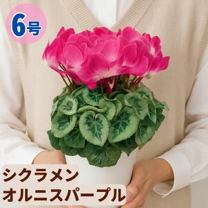 VN IjXp[v 6  5 A 5 6  sN 񂹐A A    Mtg Ε Ε a NX}X   ސEj JXj ~ LO 