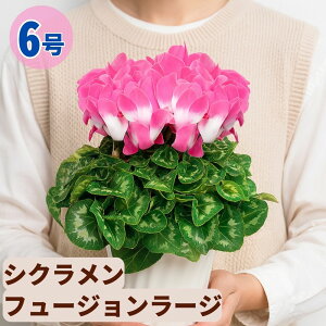 �V�N������ �t���[�W�������[�W 6���� �������� 5���� ���A�� 5�� 6�� ���� �s���N �񂹐A�� ���A�� �� �� �� �M�t�g ��Ε� ���Ε� �a���� �N���X�}�X ���� ���� �ސE�j�� �J�X�j�� �~ �L�O