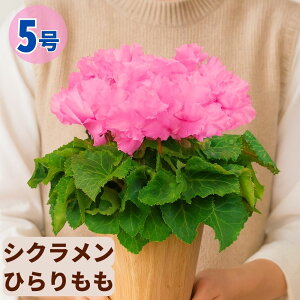 �V�N������ �Ђ����� 5���� �������� 6���� ���A�� 5�� 6�� ���� �s���N �񂹐A�� ���A�� �� �� �� �M�t�g ��Ε� ���Ε� �a���� �N���X�}�X ���� ���� �ސE�j�� �J�X�j�� �~ �L�O�� �����L