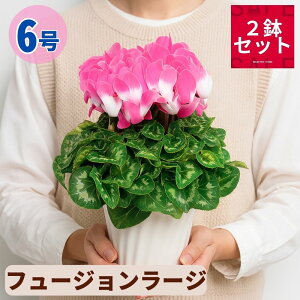 VN t[W[W 2 Zbg 6  5 A 5 6  sN 񂹐A A    Mtg Ε Ε a NX}X   ސEj JXj