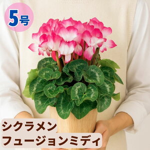 VN t[W~fB 5  6 A 5 6  sN 񂹐A A    Mtg Ε Ε a NX}X   ސEj JXj ~ LO