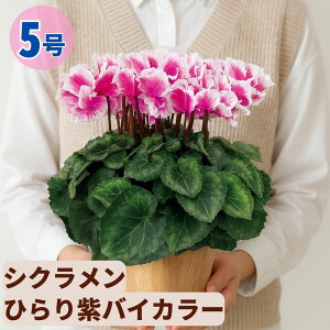 �V�N������ �Ђ��ނ炳���o�C�J���[ 5���� �������� 6���� ���A�� 5�� 6�� ���� �s���N �񂹐A�� ���A�� �� �� �� �M�t�g ��Ε� ���Ε� �a���� �N���X�}�X ���� ���� �ސE�j�� �J�X�j�� �~