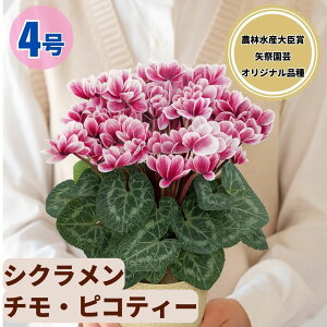 �V�N������ �`���s�R�e�B�[ 4���� 5���� �������� 6���� ���A�� 5�� 6�� ���� �s���N �񂹐A�� ���A�� �� �� �� �M�t�g ��Ε� ���Ε� �a���� �N���X�}�X ���� ���� �ސE�j�� �J�X�j�� �~ �L�O