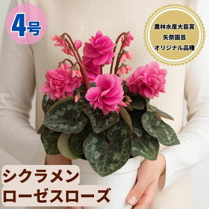 VN [[X[Y 4 5  6 A 5 6  sN 񂹐A A    Mtg Ε Ε a NX}X   ސEj JXj ~ LO