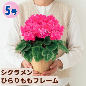 VN Ђt[ 5  6 A 5 6  sN 񂹐A A    Mtg Ε Ε a NX}X   ސEj JXj ~ LO