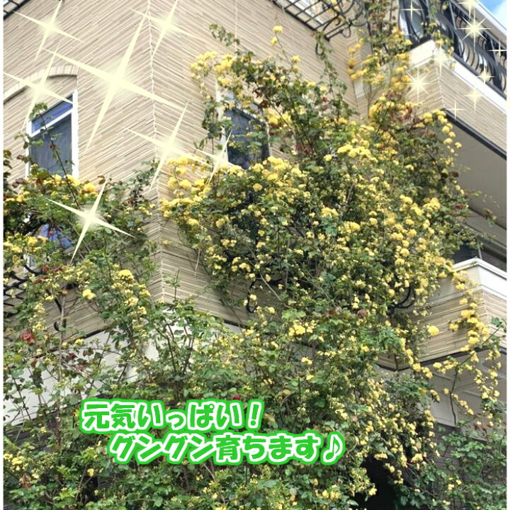 楽天市場 花瓶の水がヌルヌルしないよ 生花切り花長寿命化剤 リリフレッシュ 抗菌液体肥料 ビックリするほど長持ち 植物栄養即効性草花野菜バラガーデニング野菜も鈴なり 仏壇の花神棚の榊立て仏花樒寄せ植え生け花の病気 水替えいらず 100倍希釈50倍希釈 b 楽天市場 花瓶の水がヌルヌルしないよ 生花切り花長寿命化剤 リリフレッシュ 抗菌液体肥料 ビックリするほど長持ち 植物栄養即効性草花野菜バラガーデニング野菜も鈴なり 仏壇の花神棚の榊立て仏花樒寄せ植え生け花の病気 水替えいらず 100倍希釈50倍希釈 b