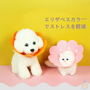 GUxXJ[ y2Zbgz ybg L  \tg _炩 tFg t[ GJ y ̕ی XgXy J[ S M L tFgt[GJ 2g