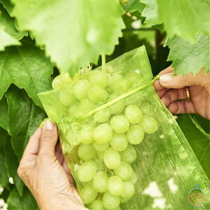 100枚セット 果物保護袋 野菜 ネット フルーツネット 果物保護ネット 園芸ネット 果物袋 保護ネット 防虫 ネット 保護 防虫 防鳥 ネット 果実 巾着袋 鳥よけ網 園芸用品 ガーデニング用品 フ