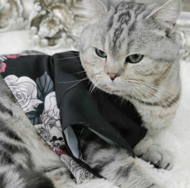 楽天市場】猫コスチューム 和服 和ロリ 着物 上着 羽織り かわいい 