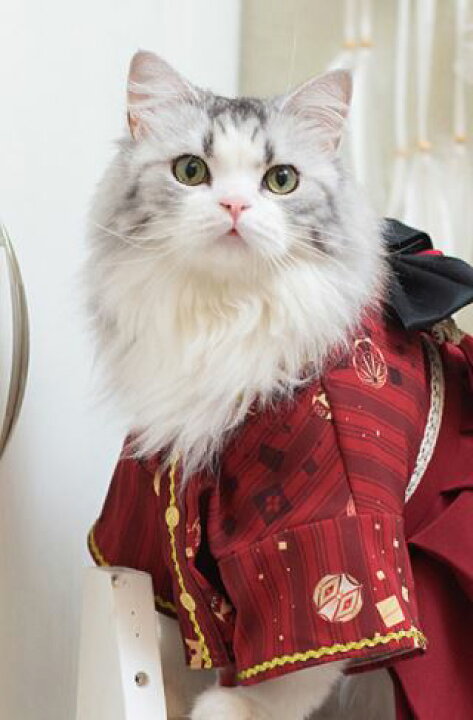 楽天市場】猫コスチューム 和服 和ロリ 着物 上着 羽織り かわいい 