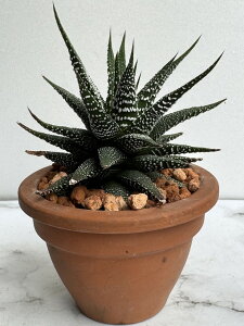 A nI`A  ̐  x|bg  dtn  CeA