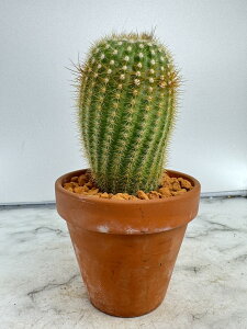 ԃT{e  GLmvVX  fĂ   ϗtA T{e