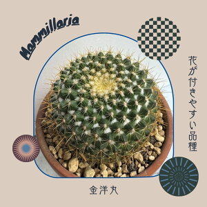  }~A  m  fĂ  ϗtA T{e 