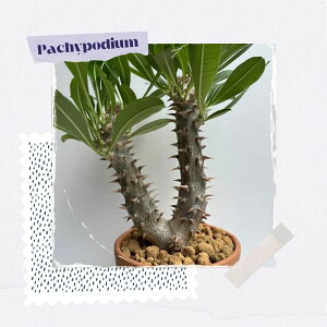 R[fbNX   pL|fBE  fVt  fĂ  򍪐A  