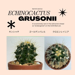 GLmJN^X   T{e  hCc|bg  fĔ  ʃT{e    LV`