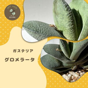 KXeA  O[^  [Y|bg  A  CeA  fĂ  