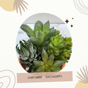 A  nI`A  񂹐A  C^[|bg