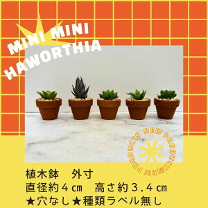 nI`A  ܂  5Zbg  fĂ  CeA  ~j~jnI`A  ރx  Ȃ