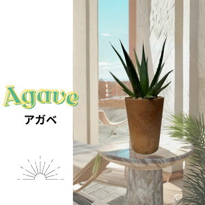 �A�K�x �� �f�Ă��� �� �ϗt�A�� �� �h���C�K�[�f�� �� ������ �� �C���e���A